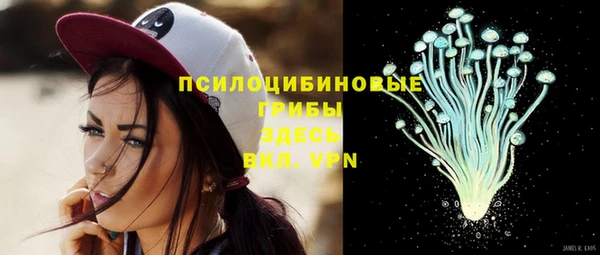 стаф Богданович